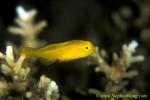 Goby, Yellow Coral Goby 01 jpg090106