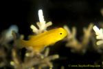 Goby, Yellow Coral Goby 02jpg090106