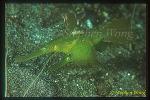 Ghostpipefish, Flagtail 01with eggs