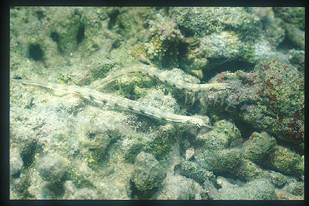 Pipefish, Reef-top Pipefish 01