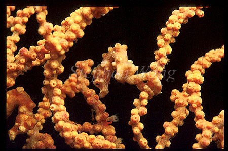Seahorse, Pygmy Seahorse 17 one at right bottom corner, one centre