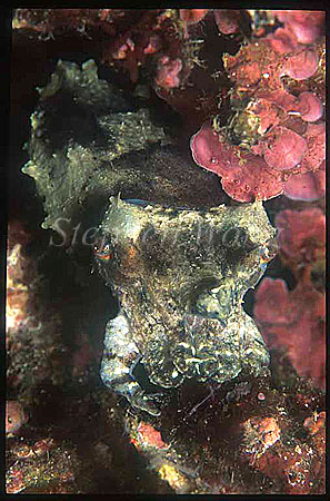 Cuttlefish, Broadclub Cuttlefish 02 juvenile, Sepia latimanus