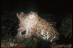 Cuttlefish, Broadclub Cuttlefish 03 juvenile, Sepia latimanus, angry mode