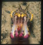 Cuttlefish, Flamboyant Cuttlefish 05