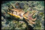 Cuttlefish, Flamboyant Cuttlefish 08 (rarely seen yellow phase)