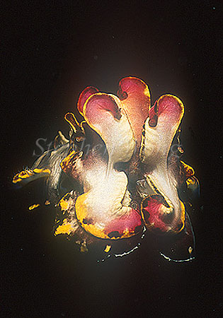 Cuttlefish, Flamboyant Cuttlefish 10a