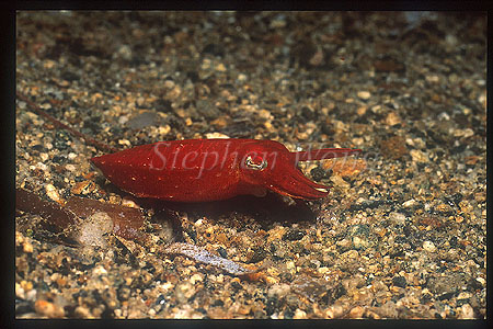 Cuttlefish. Papua New Guinea Cuttlefish 01