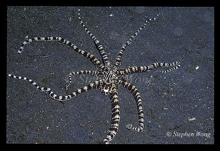 Octopus, Mimic Octopus 05 impersonating Sand Anemone 01 041002