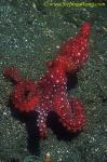 Octopus, Red Octopus 03, luteus 080804