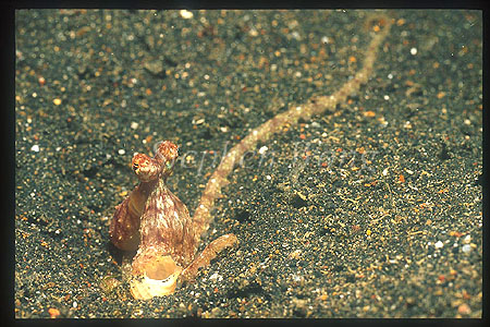 Octopus, White V 02 juvenile