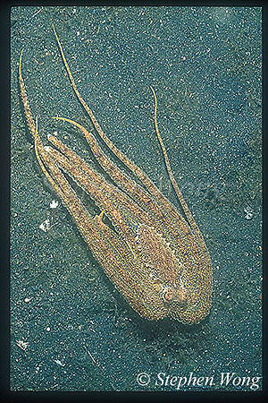 Octopus, White V 05 mimicking Flounder 2003 04 08