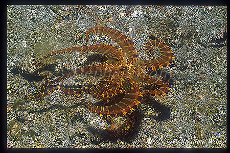 Octopus, Wunderpus 12 impersonating Lionfish 2003 04 08