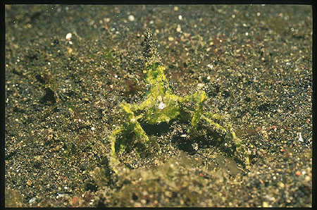 Crab, Arrowhead Crab 01, Huenia heraldica