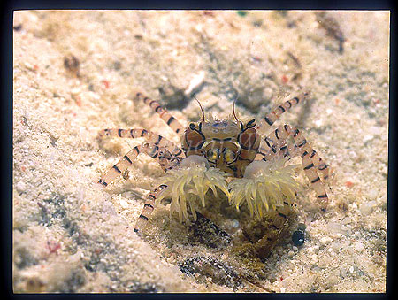 Crab, Boxing Crab 01, note the Pom Pom Anemones on pinchers