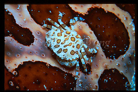 Crab, Commensal Crab 01, on Seacucumber