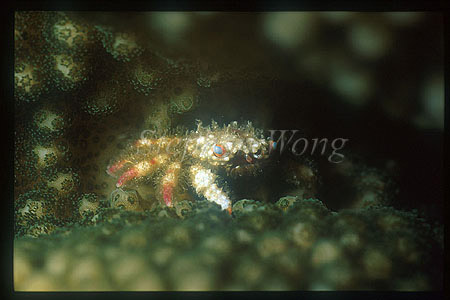 Crab, Coral Crab 02, Cymo quadrilobatus