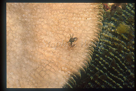 Crab, Coral Crab 03 baby, on mushroom coral