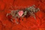 Crab, Decorator Crab 03a, 1cm, with baby Goby (on legs) 080103