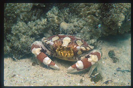 Crab, Harlequin Crab 01 being cleaned by Cleaner Shrimp
