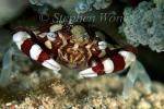 Crab, Harlequin Crab 04 below branching anemone 080103