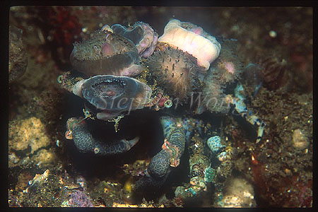 Crab, Hydroid Crab 01 or Spider, Cyclocoeloma tuberculata