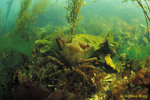Crab, Northern Kelp Crab 01, Van Is 110103