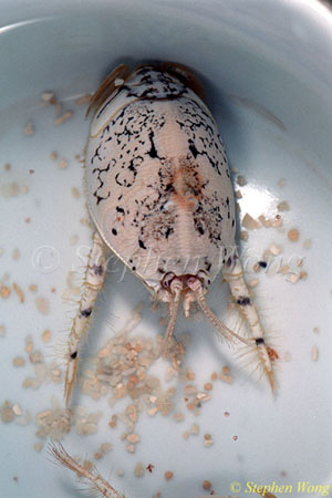 Crab, Pacific Mole Crab 03 Hippa Pacifica 080803
