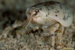 Crab, Pacific Mole Crab 07 Hippa Pacifica 080803