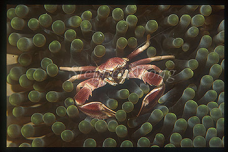 Crab, Porcelain Crab 03, Neopetrolisthes maculatus