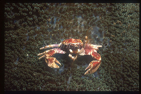 Crab, Porcelain Crab 04, Neopetrolisthes ohshimai