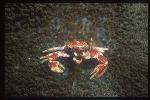 Crab, Porcelain Crab 04, Neopetrolisthes ohshimai