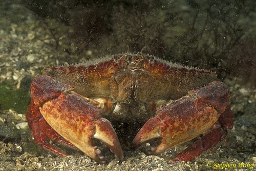 Crab, Red Rock Crab 01 Vancouver Island 111403