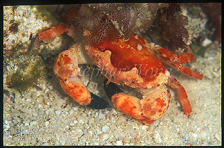 Crab, Rock Crab 01