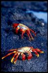 Crab, Sally Lightfoot 01