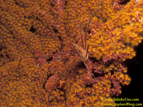 Crab, Spider Crab 01 Galapagos 110104