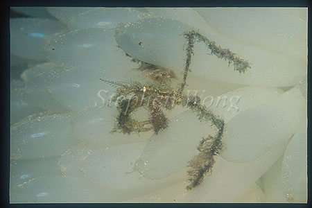 Crab, Spider Crab 05, on Squid eggs