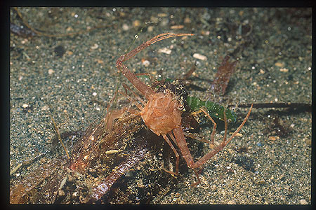 Crab, Spider Crab 07