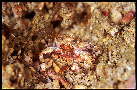 Crab, Swimmer Crab 03 1cm pair mating (belly to belly)