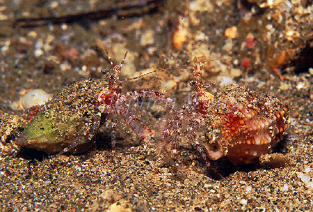 Hermit Crab, 01 fighting