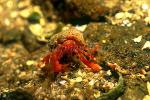 Hermit Crab, 04 fiord Norway