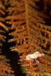 Isopod, Sea Lice 02a Cassidias sp derawan 080103