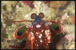 Mantis Shrimp, Odontodactylus 06 scyllarus