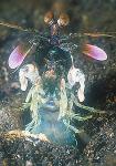 Mantis Shrimp, Odontodactylus 08a