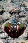 Mantis Shrimp, Odontodactylus 09 scyllarus 080203