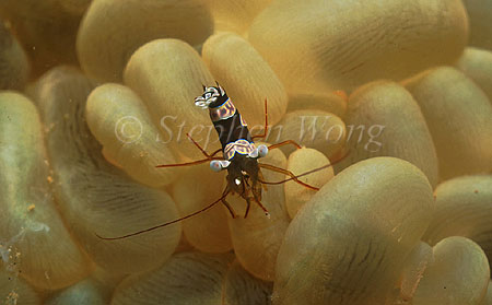 Shrimp, Anemone Shrimp 03 & bubble coral