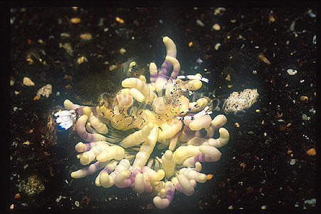Shrimp, Anemone Shrimp 09, on very small host anemone
