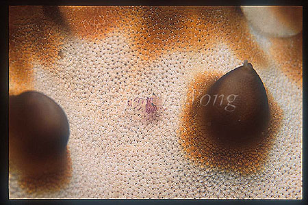 Shrimp, Bumble Bee Shrimp 01 baby on Horned Star