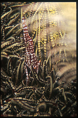 Shrimp, Commensal Shrimp 16, on crinoid