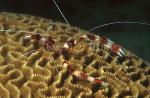 Shrimp, Coral Banded (red) 03