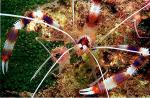 Shrimp, Coral Banded (red) 04, shot in Hong Kong, negative, 1991
